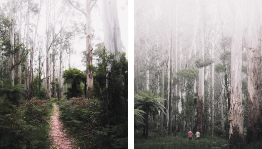 MOODY NATURE COLLECTION (20 presets)