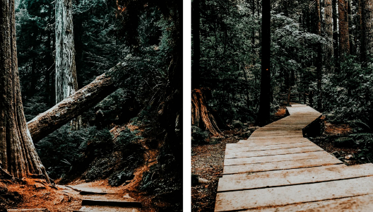 MOODY NATURE COLLECTION (20 presets)