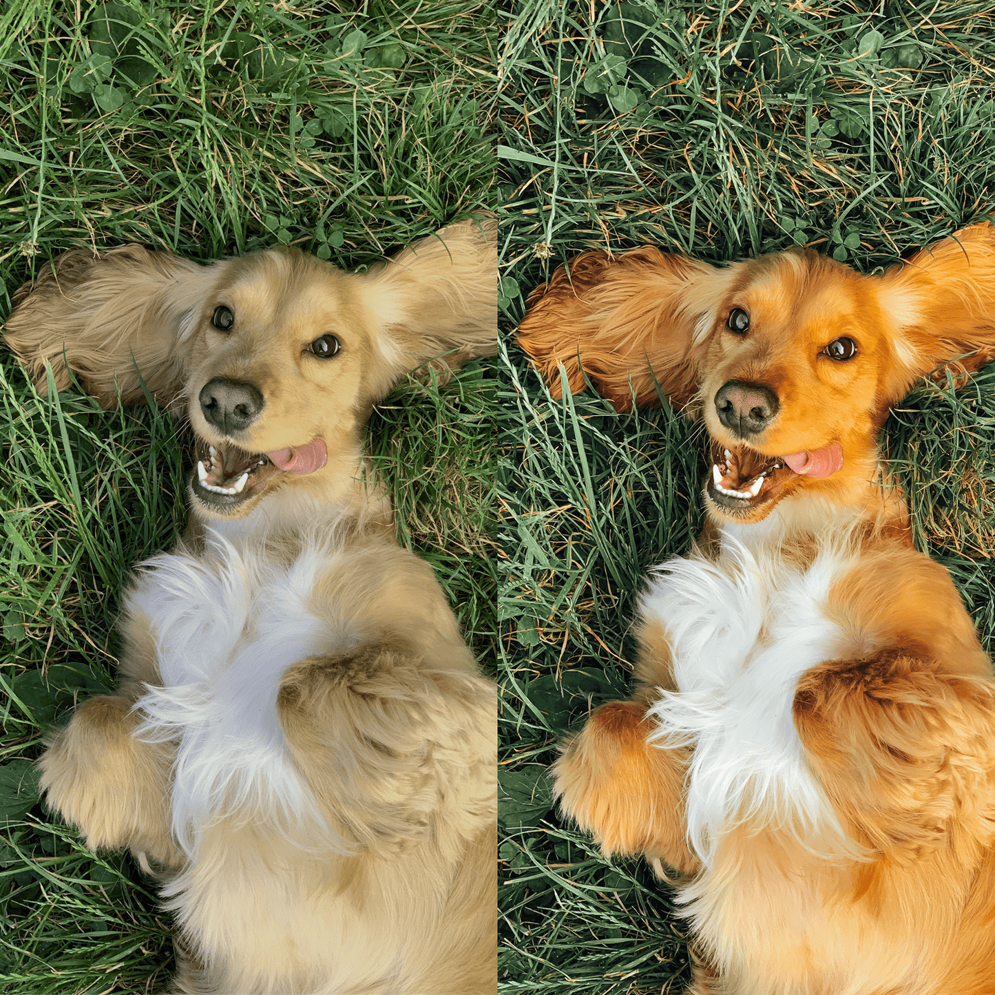 PUPPY COLLECTION (10 presets)