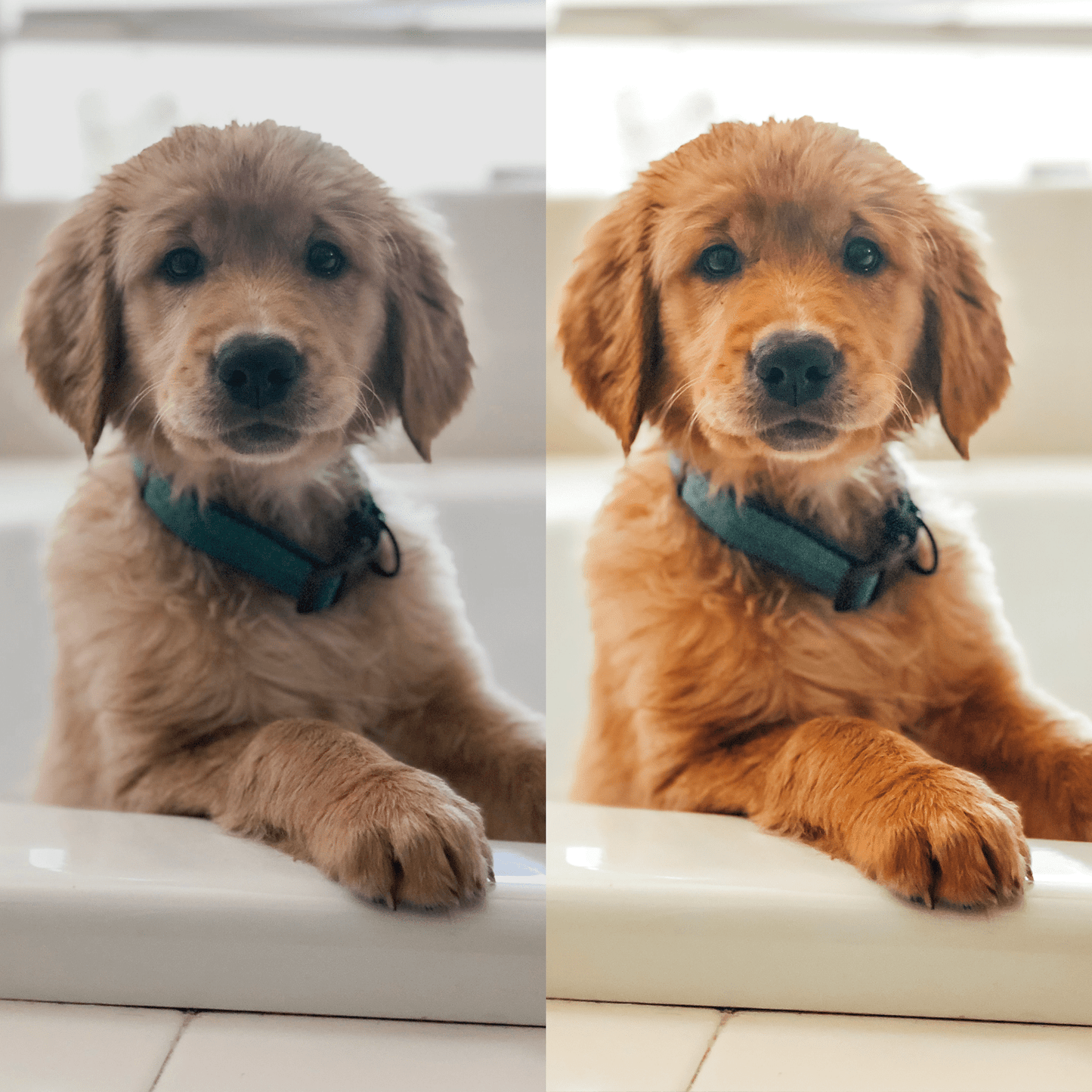 PUPPY COLLECTION (10 presets)