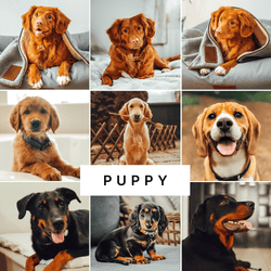 PUPPY COLLECTION (10 presets)