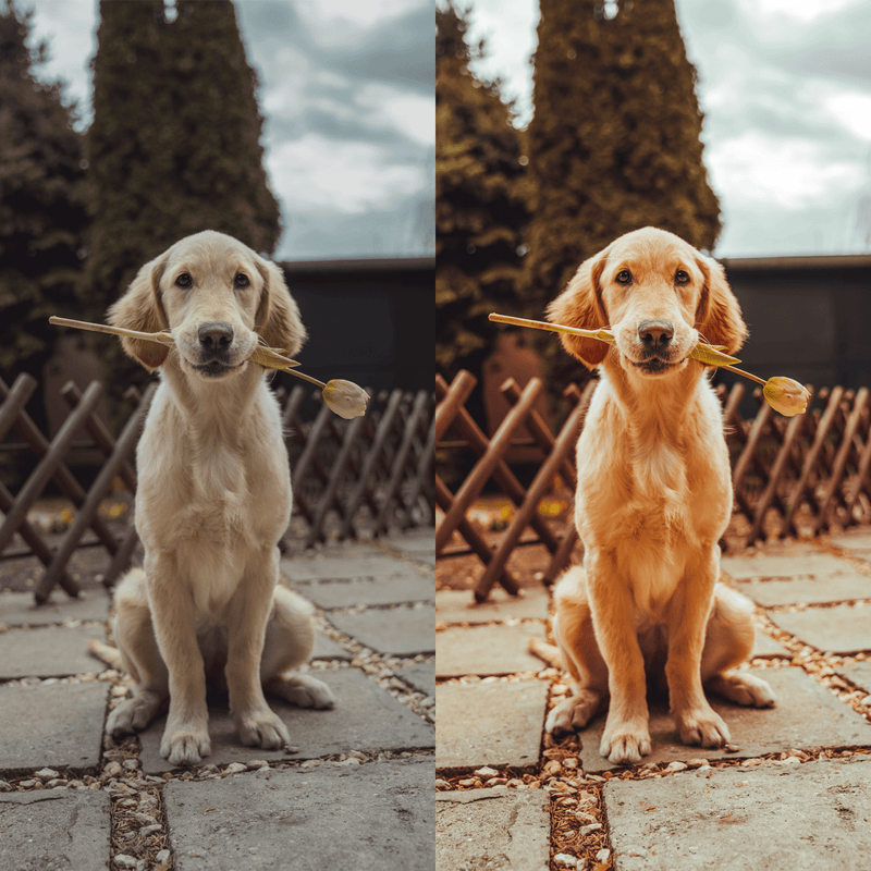 PUPPY COLLECTION (10 presets)